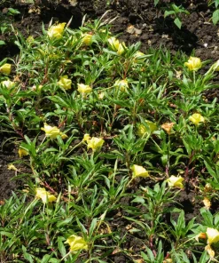 150 Dwarf Evening Primrose Seeds - Missouri Primrose, Oenothera Macrocarpa, Yellow Flowers, Zones 3-9 - Image 3