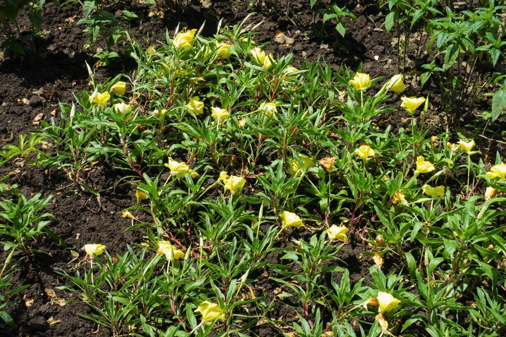 150 Dwarf Evening Primrose Seeds - Missouri Primrose, Oenothera Macrocarpa, Yellow Flowers, Zones 3-9 - Image 3