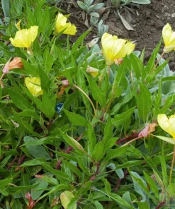 150 Dwarf Evening Primrose Seeds - Missouri Primrose, Oenothera Macrocarpa, Yellow Flowers, Zones 3-9 - Image 4