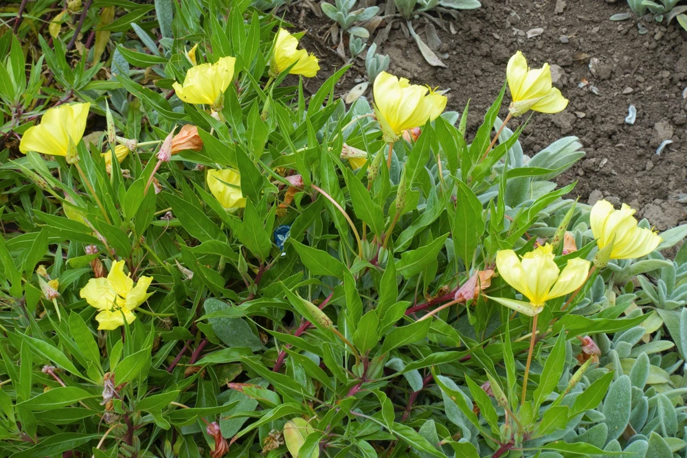 150 Dwarf Evening Primrose Seeds - Missouri Primrose, Oenothera Macrocarpa, Yellow Flowers, Zones 3-9 - Image 4