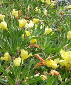 150 Dwarf Evening Primrose Seeds - Missouri Primrose, Oenothera Macrocarpa, Yellow Flowers, Zones 3-9 - Image 5