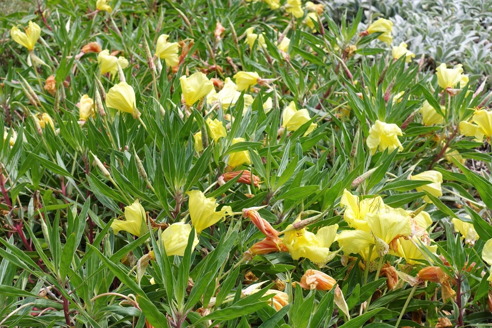 150 Dwarf Evening Primrose Seeds - Missouri Primrose, Oenothera Macrocarpa, Yellow Flowers, Zones 3-9 - Image 5