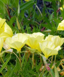 150 Dwarf Evening Primrose Seeds - Missouri Primrose, Oenothera Macrocarpa, Yellow Flowers, Zones 3-9 - Image 6
