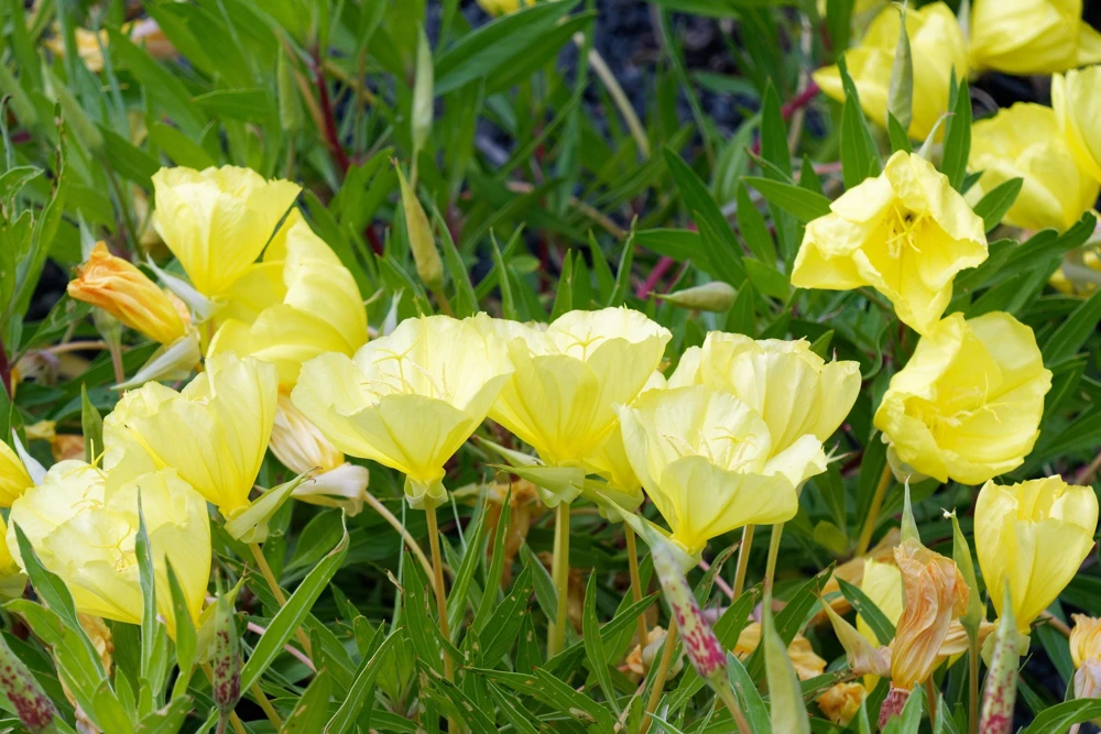 150 Dwarf Evening Primrose Seeds - Missouri Primrose, Oenothera Macrocarpa, Yellow Flowers, Zones 3-9 - Image 6