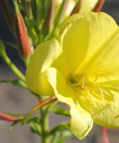 150 Dwarf Evening Primrose Seeds - Missouri Primrose, Oenothera Macrocarpa, Yellow Flowers, Zones 3-9 - Image 7