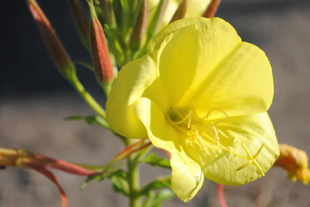 150 Dwarf Evening Primrose Seeds - Missouri Primrose, Oenothera Macrocarpa, Yellow Flowers, Zones 3-9 - Image 7