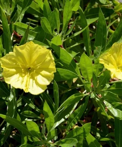 150 Dwarf Evening Primrose Seeds - Missouri Primrose, Oenothera Macrocarpa, Yellow Flowers, Zones 3-9 - Image 8