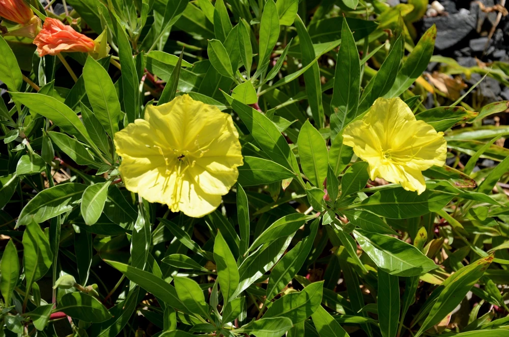 150 Dwarf Evening Primrose Seeds - Missouri Primrose, Oenothera Macrocarpa, Yellow Flowers, Zones 3-9 - Image 8
