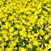 150 Dwarf Evening Primrose Seeds - Missouri Primrose, Oenothera Macrocarpa, Yellow Flowers, Zones 3-9 - Image 1