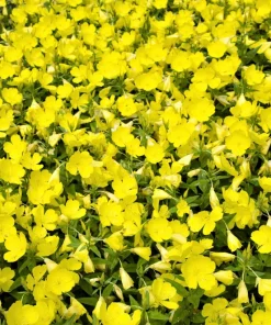 150 Dwarf Evening Primrose Seeds - Missouri Primrose, Oenothera Macrocarpa, Yellow Flowers, Zones 3-9 - Image 1