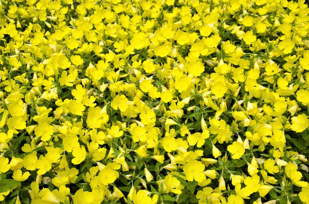 150 Dwarf Evening Primrose Seeds - Missouri Primrose, Oenothera Macrocarpa, Yellow Flowers, Zones 3-9 - Image 1