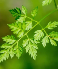 150 Garden Chervil Seeds - Gourmet Parsley Herb Seeds, Anthriscus Cerefolium - Image 2