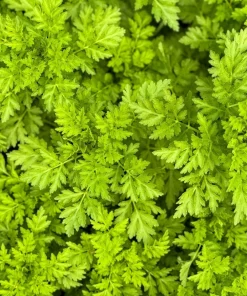 150 Garden Chervil Seeds - Gourmet Parsley Herb Seeds, Anthriscus Cerefolium - Image 3
