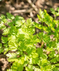150 Garden Chervil Seeds - Gourmet Parsley Herb Seeds, Anthriscus Cerefolium - Image 4