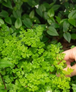 150 Garden Chervil Seeds - Gourmet Parsley Herb Seeds, Anthriscus Cerefolium - Image 5