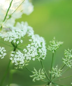 150 Garden Chervil Seeds - Gourmet Parsley Herb Seeds, Anthriscus Cerefolium - Image 6