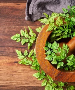 150 Garden Chervil Seeds - Gourmet Parsley Herb Seeds, Anthriscus Cerefolium - Image 7