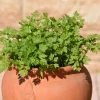 150 Garden Chervil Seeds - Gourmet Parsley Herb Seeds, Anthriscus Cerefolium - Image 1