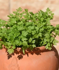 150 Garden Chervil Seeds - Gourmet Parsley Herb Seeds, Anthriscus Cerefolium - Image 1
