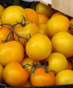 150 Golden Jubilee Tomato Seeds - Yellow Lycopersicon Lycopersicum Fruit Vegetable - Image 2