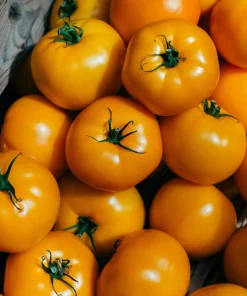 150 Golden Jubilee Tomato Seeds - Yellow Lycopersicon Lycopersicum Fruit Vegetable - Image 3