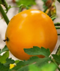 150 Golden Jubilee Tomato Seeds - Yellow Lycopersicon Lycopersicum Fruit Vegetable - Image 8