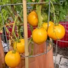 150 Golden Jubilee Tomato Seeds - Yellow Lycopersicon Lycopersicum Fruit Vegetable - Image 1