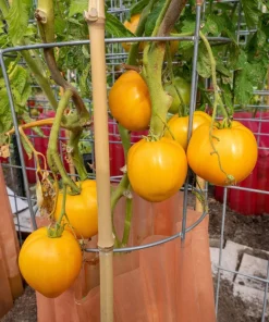 150 Golden Jubilee Tomato Seeds - Yellow Lycopersicon Lycopersicum Fruit Vegetable - Image 1