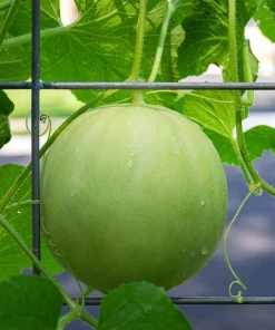 150 Honeydew Green Flesh Melon Fruit Seeds - Cucumis Melo Inodorus - Image 4