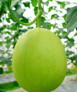 150 Honeydew Green Flesh Melon Fruit Seeds - Cucumis Melo Inodorus - Image 8