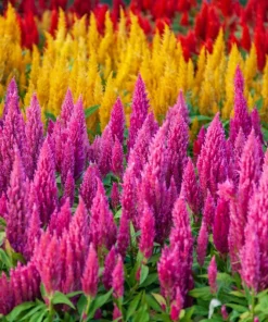 150 Mixed Celosia Plumosa & Pampas Plumes Flower Seeds for Garden - Image 10