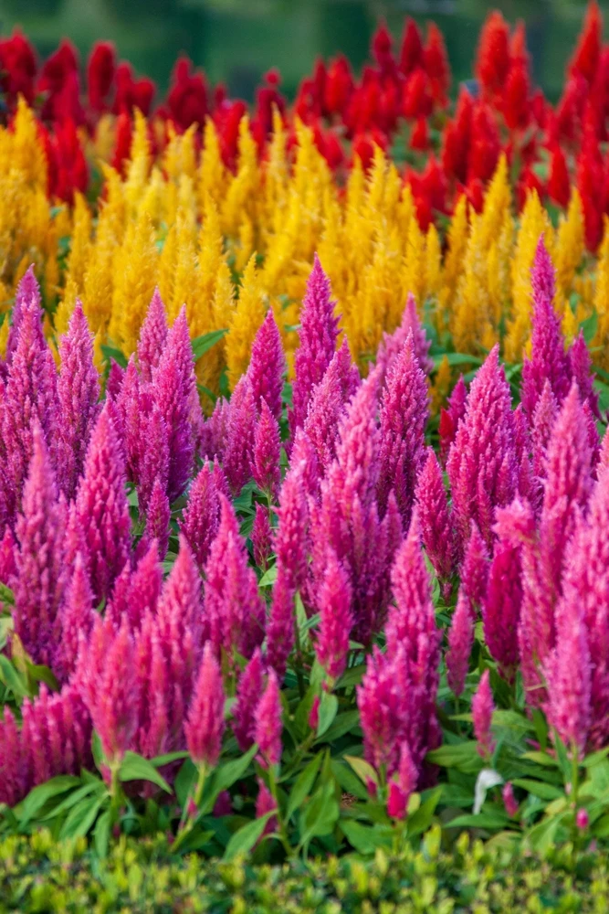 150 Mixed Celosia Plumosa & Pampas Plumes Flower Seeds for Garden - Image 10
