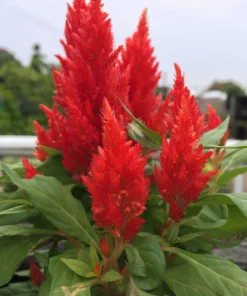 150 Mixed Celosia Plumosa & Pampas Plumes Flower Seeds for Garden - Image 11