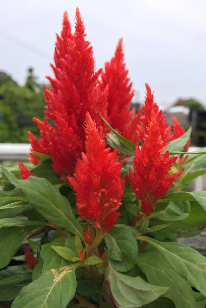 150 Mixed Celosia Plumosa & Pampas Plumes Flower Seeds for Garden - Image 11