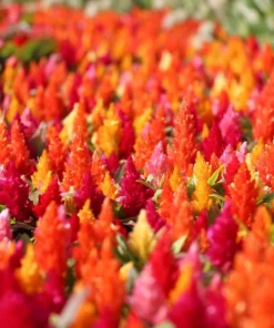150 Mixed Celosia Plumosa & Pampas Plumes Flower Seeds for Garden - Image 12