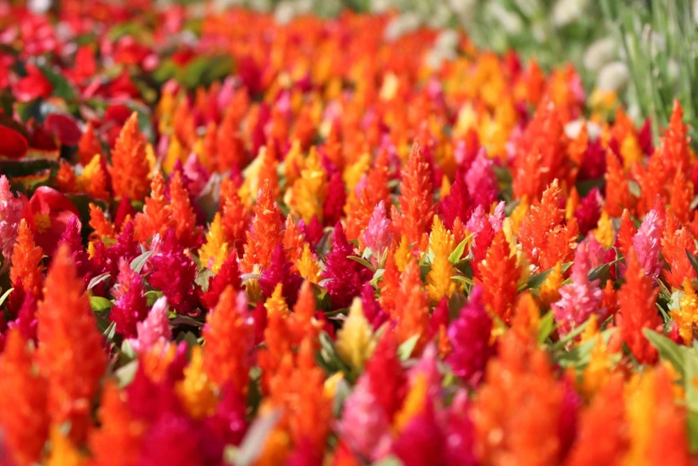 150 Mixed Celosia Plumosa & Pampas Plumes Flower Seeds for Garden - Image 12