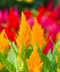 150 Mixed Celosia Plumosa & Pampas Plumes Flower Seeds for Garden - Image 13
