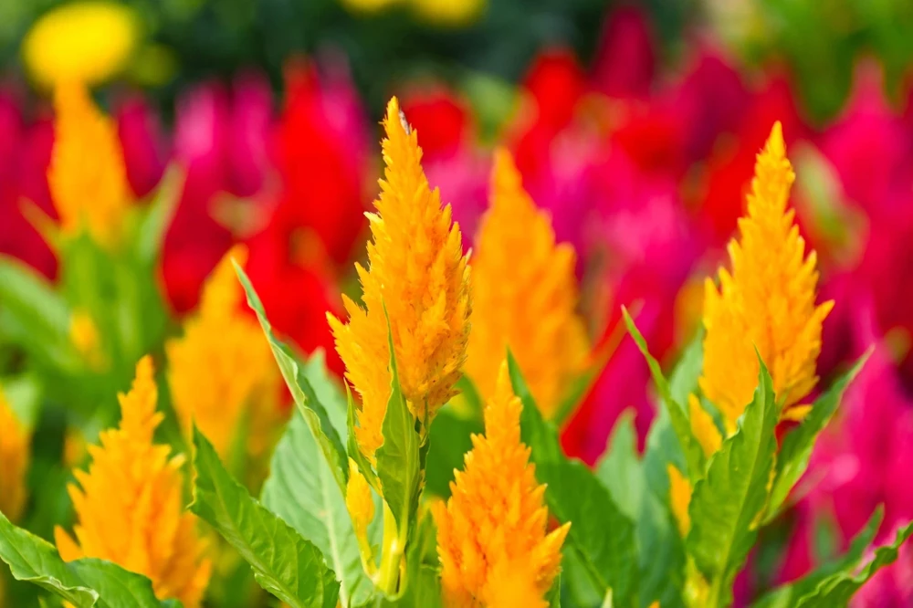 150 Mixed Celosia Plumosa & Pampas Plumes Flower Seeds for Garden - Image 13