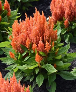 150 Mixed Celosia Plumosa & Pampas Plumes Flower Seeds for Garden - Image 14