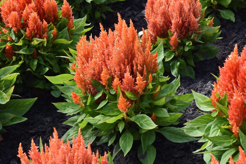 150 Mixed Celosia Plumosa & Pampas Plumes Flower Seeds for Garden - Image 14