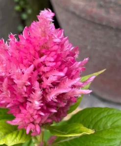 150 Mixed Celosia Plumosa & Pampas Plumes Flower Seeds for Garden - Image 15