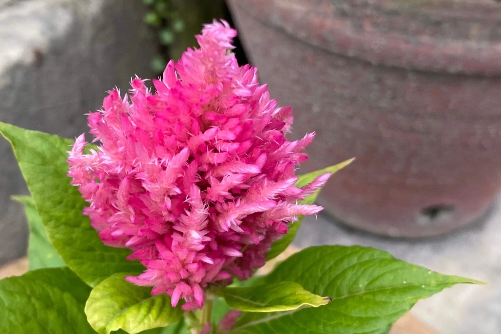 150 Mixed Celosia Plumosa & Pampas Plumes Flower Seeds for Garden - Image 15