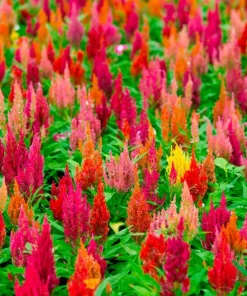 150 Mixed Celosia Plumosa & Pampas Plumes Flower Seeds for Garden - Image 2