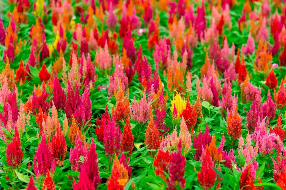 150 Mixed Celosia Plumosa & Pampas Plumes Flower Seeds for Garden - Image 2