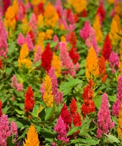 150 Mixed Celosia Plumosa & Pampas Plumes Flower Seeds for Garden - Image 3
