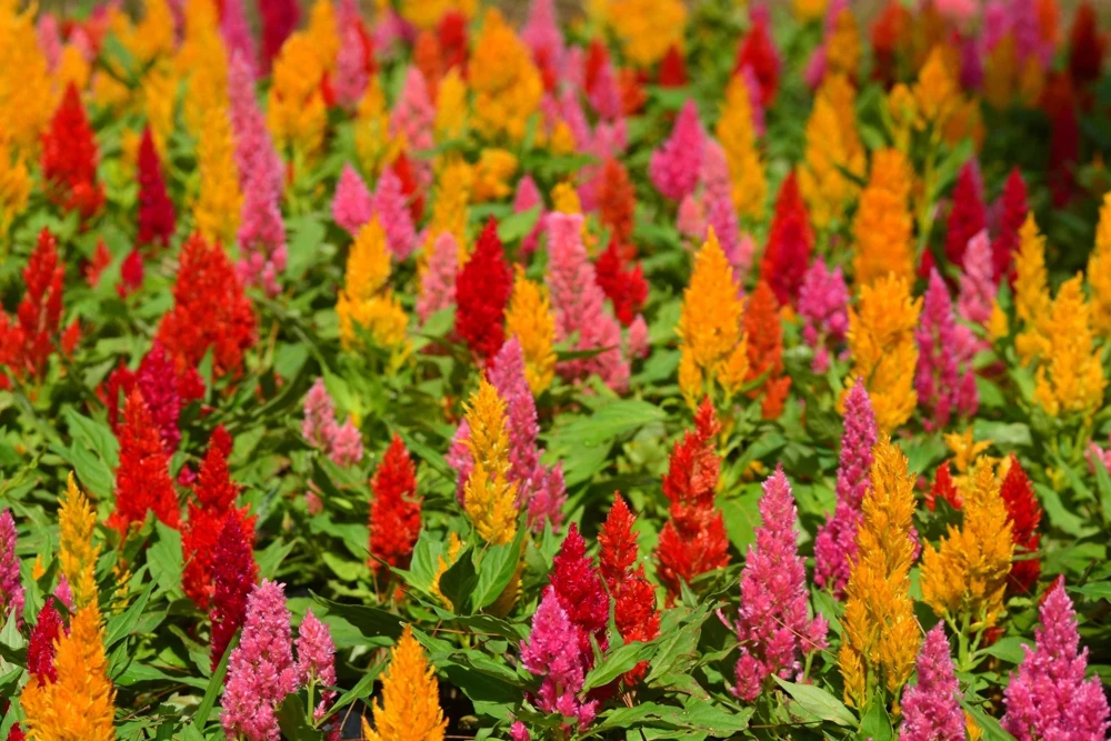 150 Mixed Celosia Plumosa & Pampas Plumes Flower Seeds for Garden - Image 3