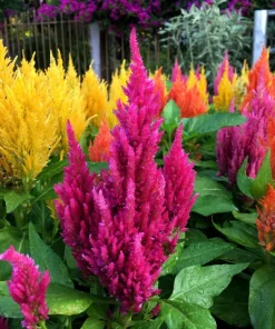 150 Mixed Celosia Plumosa & Pampas Plumes Flower Seeds for Garden - Image 4