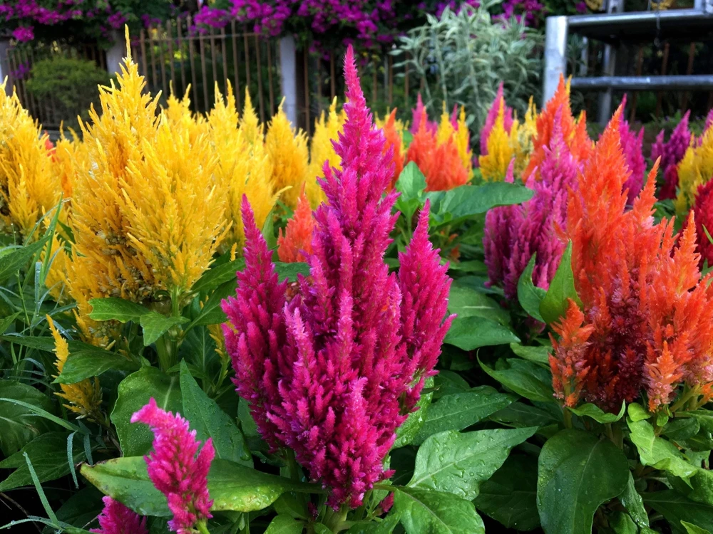 150 Mixed Celosia Plumosa & Pampas Plumes Flower Seeds for Garden - Image 4