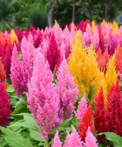 150 Mixed Celosia Plumosa & Pampas Plumes Flower Seeds for Garden - Image 5