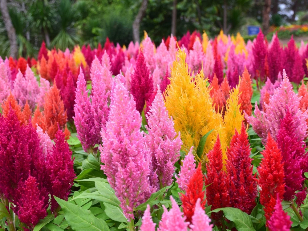 150 Mixed Celosia Plumosa & Pampas Plumes Flower Seeds for Garden - Image 5